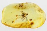 Fossil Long-Legged Fly and Dark-Winged Fungus Gnat in Baltic Amber #346616-1
